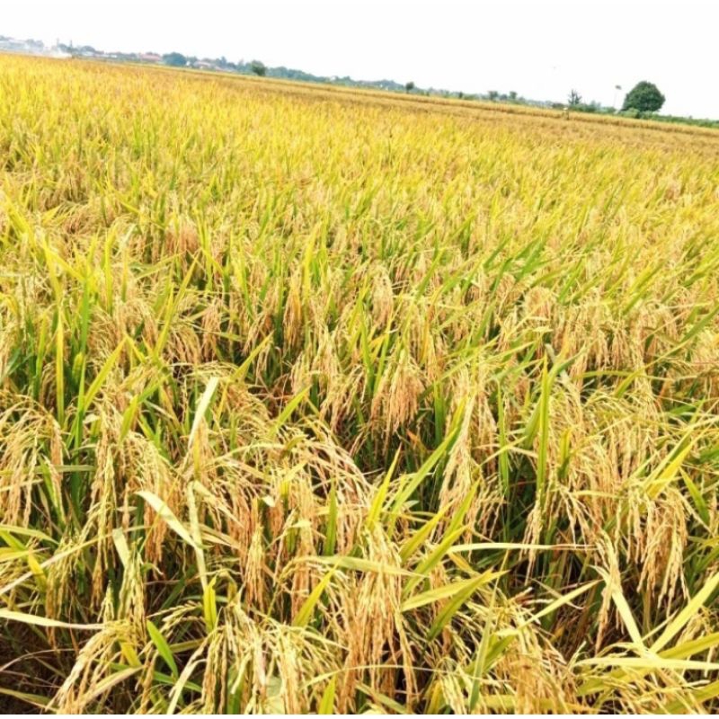 BENIH PADI CL 284 (5KG)