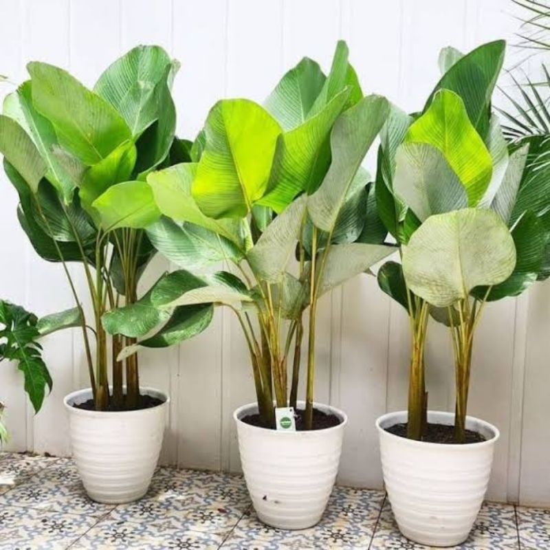 (BISA COD) Tanaman Hias Calathea pisang tanaman Luthea pisang bunga hias Calathea luthea pisang poho