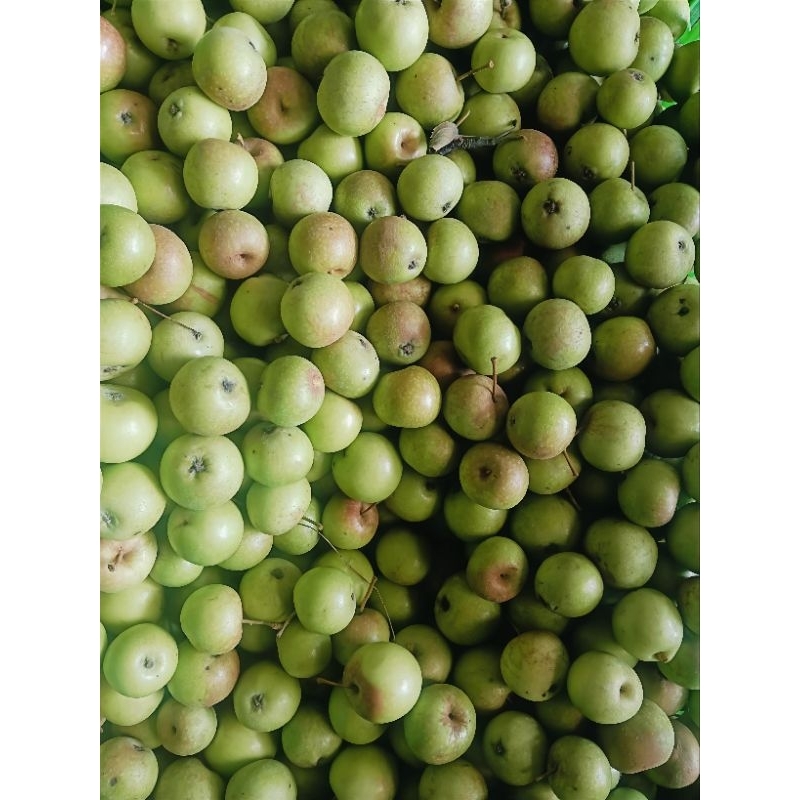 

apel malang jenis manalagi manis mini 1kg 30-35 buah apel dan kuecil