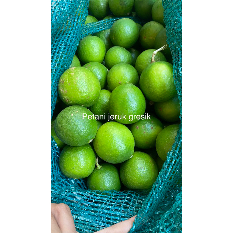

jeruk nipis 2kg jumbo super lebih murah | banyak air | fresh petik | jeruk peras