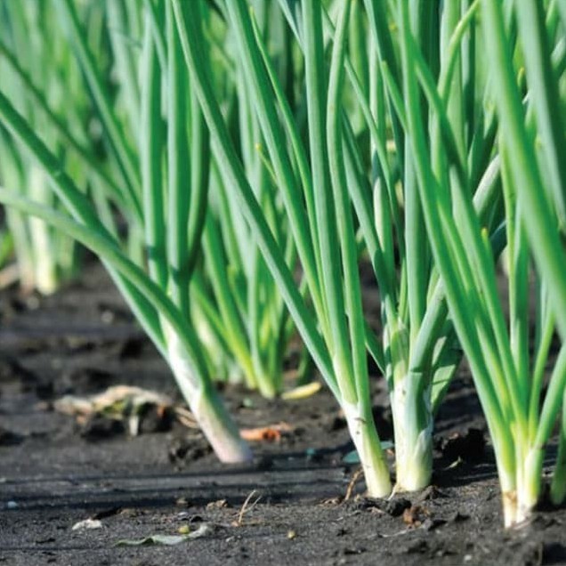 BENIH PANAH MERAH - DAUN BAWANG BLAZE F1