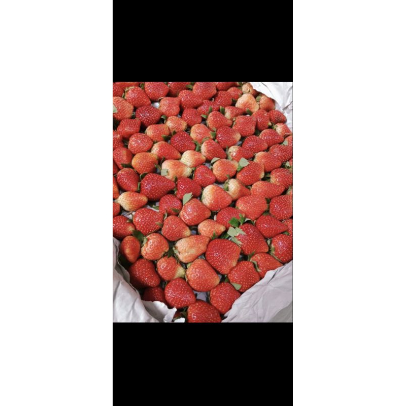 

Strawberry fresh ukuran sedang cocok untuk jus dan topping kue harga per 250 gr