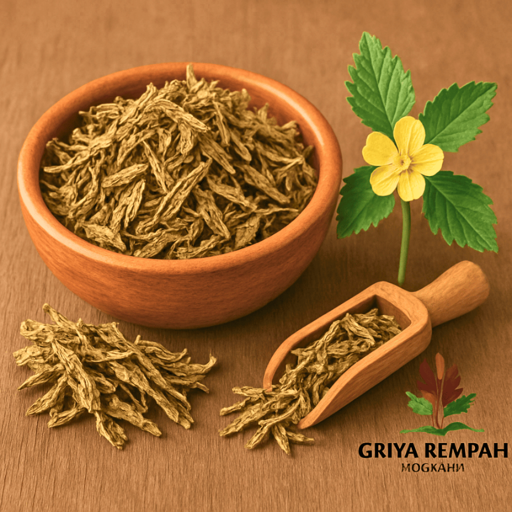 

DAUN SIDAGURI KERING 250 GRAM Sidogori Rempah Herbal Simplisia Alami Ramuan Jamu Tradisional Rematik Asam Urat Kesehatan Sendi Sida Rhombifolia Sidagori Saliguri Sadaguri