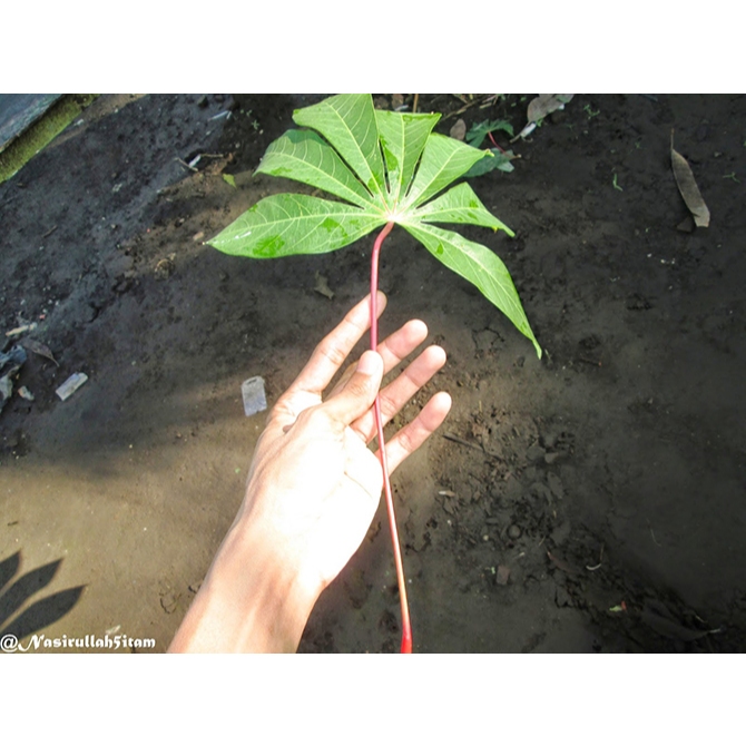 batang daun singkong kerajinan