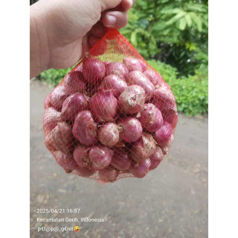 

Bawang merah kering super | Bawang merah bumbu dapur | Bawang merah berkualitas