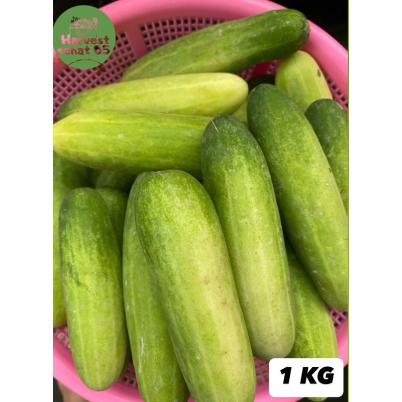 

Timun Fresh Segar 1 KG Asli 100%
