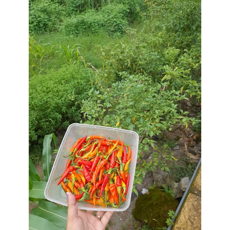 

Cabai Rawit Fresh