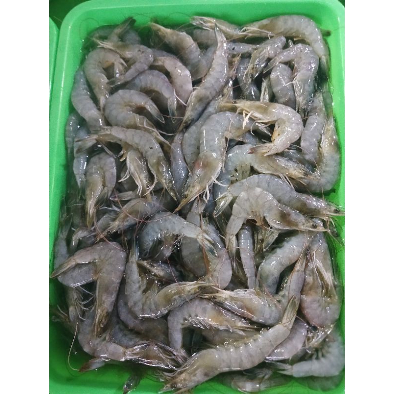 

Udang seger ukuran sedang d jual /500gr ya kak