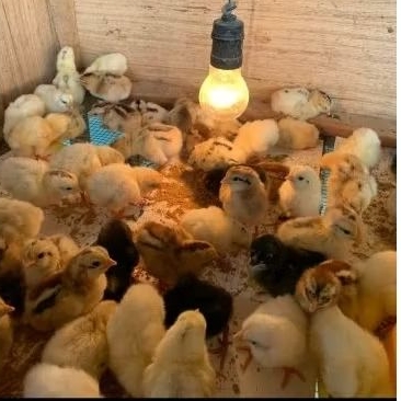 DOC / BIBIT / ANAK AYAM KUB 2 JANAKA ( asli galur murni)