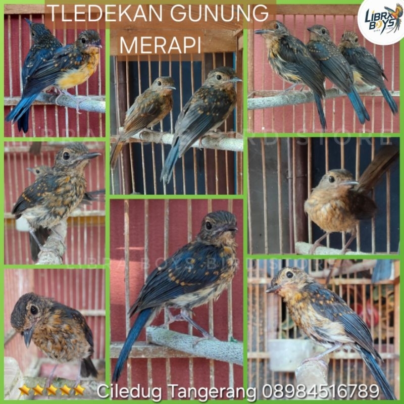 TLEDEKAN / SULINGAN GUNUNG TROTOL/MUDA HUTAN GACORAN BAHAN RAWATAN JANTAN Lokal Jawa