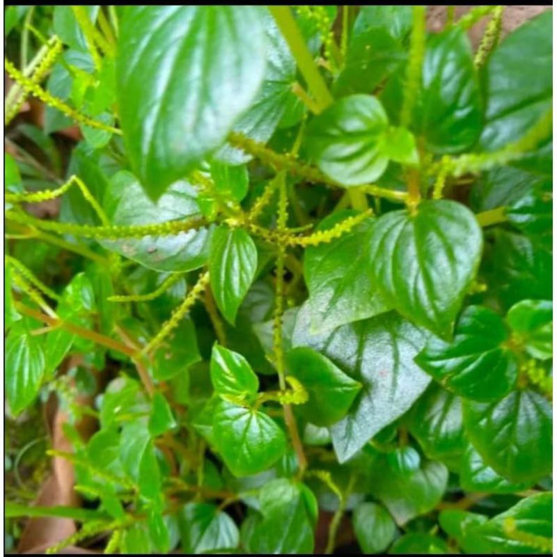 

daun SIRIH CINA segar atau KETUPANG AIR 500Gram