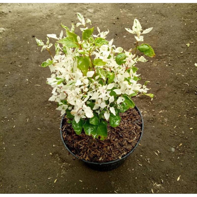 bunga putri salju rimbun