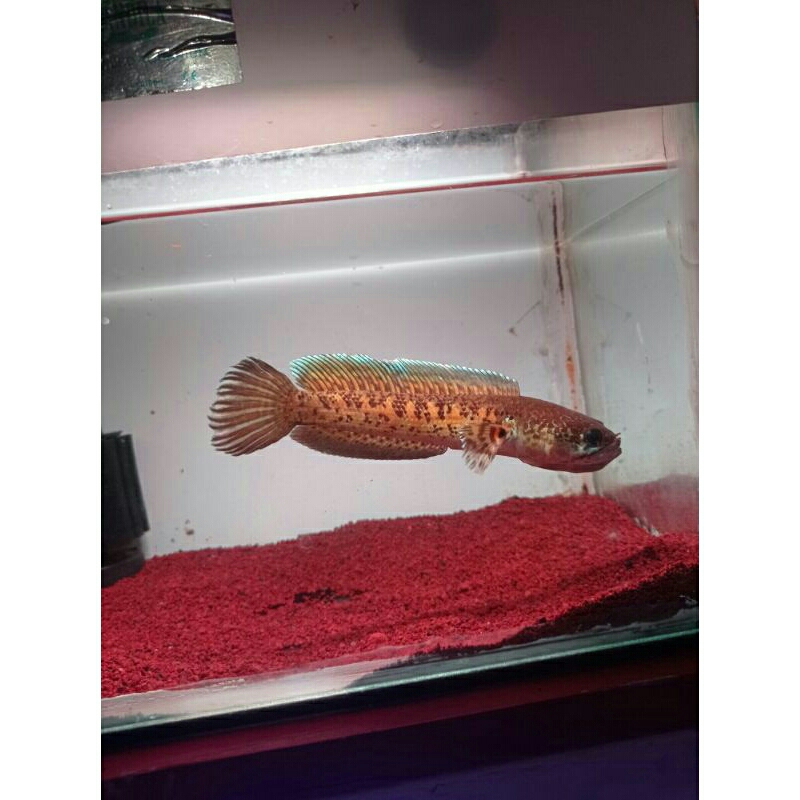 chana auranti 15-16cm CB cina