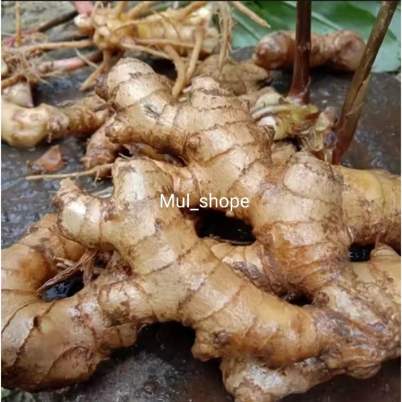 

lempuyang segar wangi 1kg TERMURAH