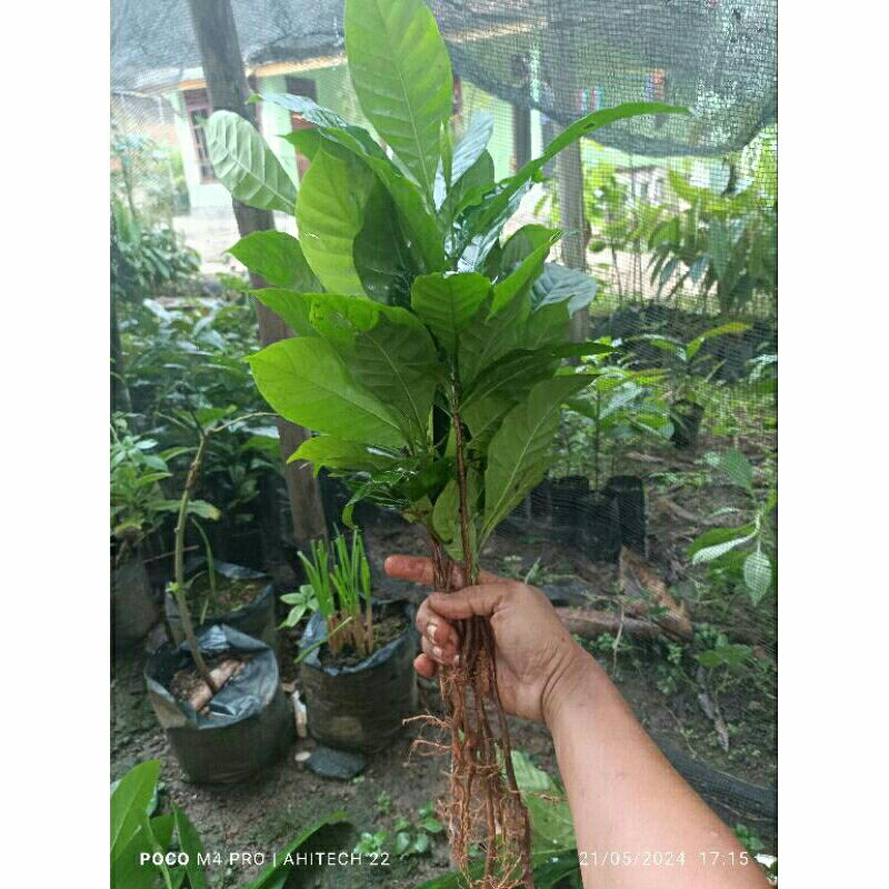 Bibit Kopi Robusta Unggul siap tanam per 50 Bibit