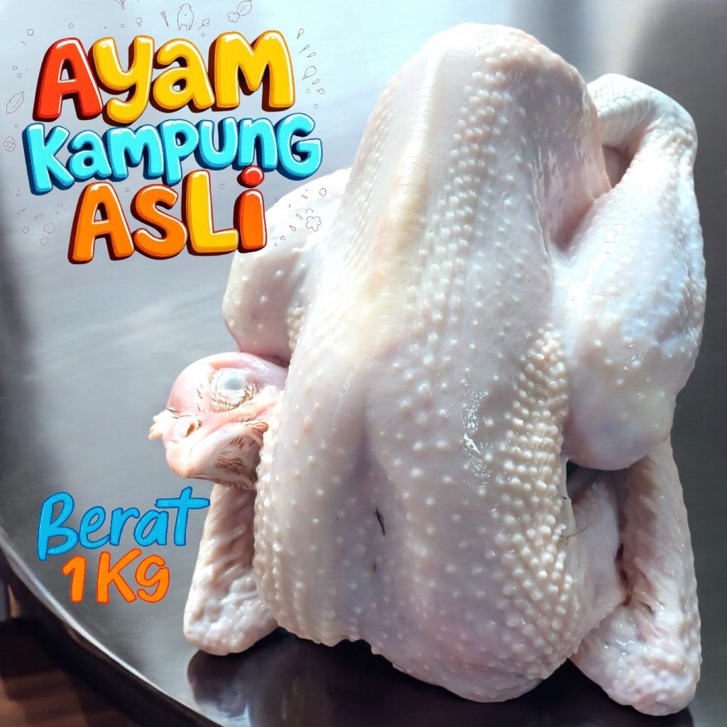 

Ayam Kampung Asli 1 kg – Kualitas Super Siap Kirim Instan