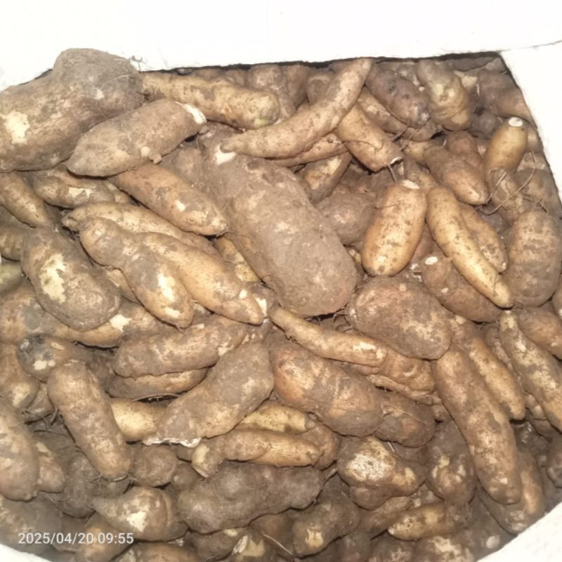 

KENTANG JAWA/KENTANG HITAM/KENTANG KELICI 1kg