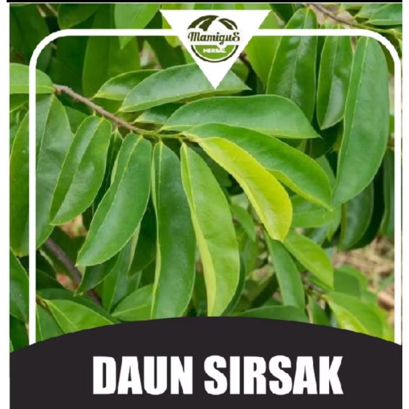 

Daun Sirsak Segar 25 lembar di Pesan dipetik