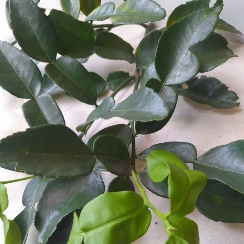 

Daun Jeruk Purut 100 gr 250 gr