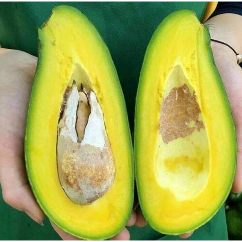 

Alpukat Mentega besar garansi 100% 1kg isi 2-3-4