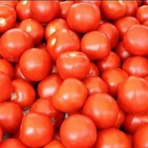 

Tomat Merah Per Pack