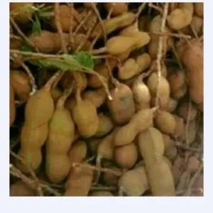 

Asam Jawa Mentah Per Pack