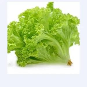 

Selada Keriting 250 Gram