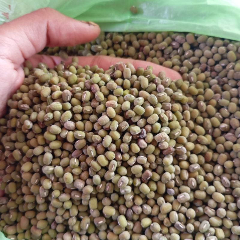 

KACANG HIJAU KACANG IJO 250GR 500GR 1KG - HASIL PERTANIAN