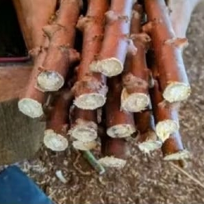 

10 setek singkong ketan keju