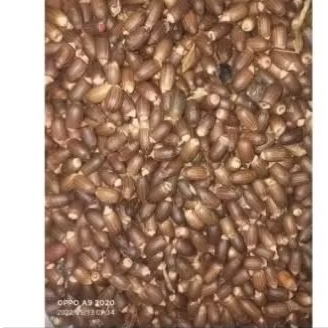 

1kg biji melinjo kupas