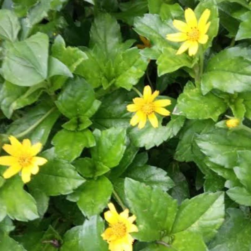 

Daun seruni segar atau tusuk konde 500 gram