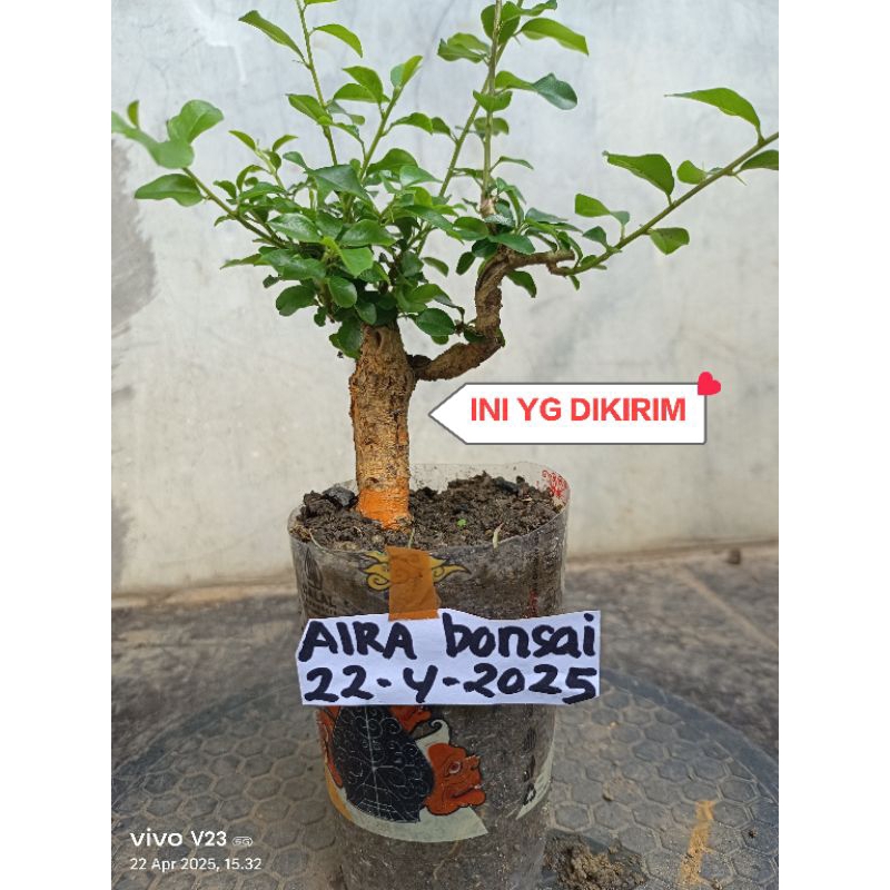 bahan bonsai sisir dongkelan