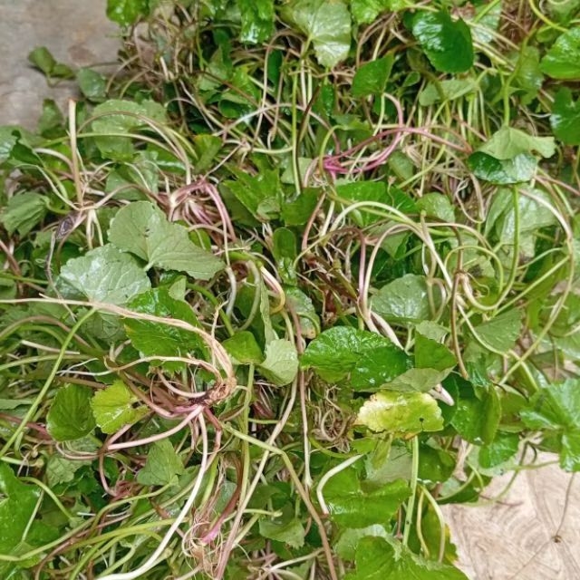 

Daun pegagan segar daun tapak kuda paket 250 gram