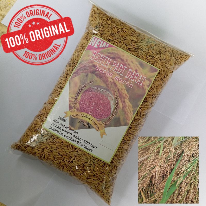 

Gabah padi huma darat beras merah 5 kg