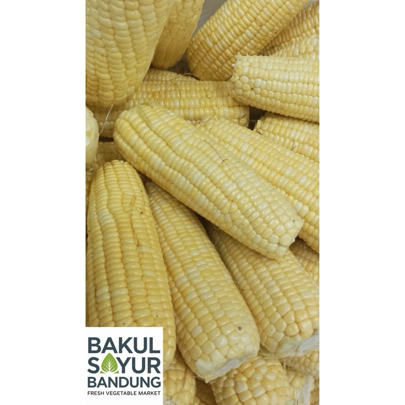 

Jagung Manis