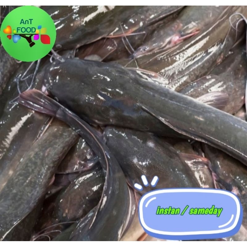 

IKAN LELE SEGAR 1000 GRAM SUDAH DIBERSIHKAN/ IKAN LELE SIAP KONSUMSI 1 KG SUDAH DIBERSIHKAN