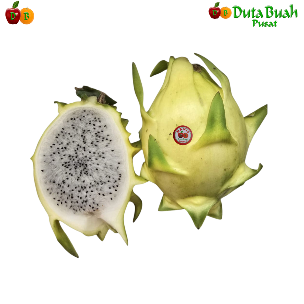 

Duta Buah Naga Golden (±400g-800g\buah)