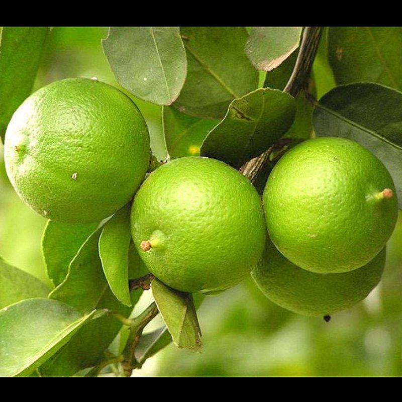 

1KG BUAH JERUK NIPIS