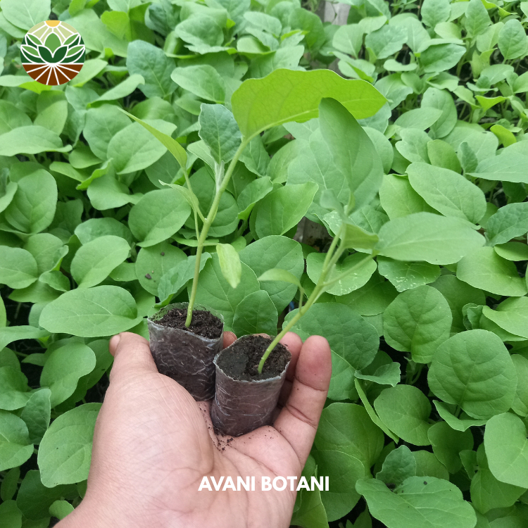 Siap Tanam Bibit Terong Ungu Bulat/Bibit Terong/Bibit Terong Ungu/Bibit Sayuran
