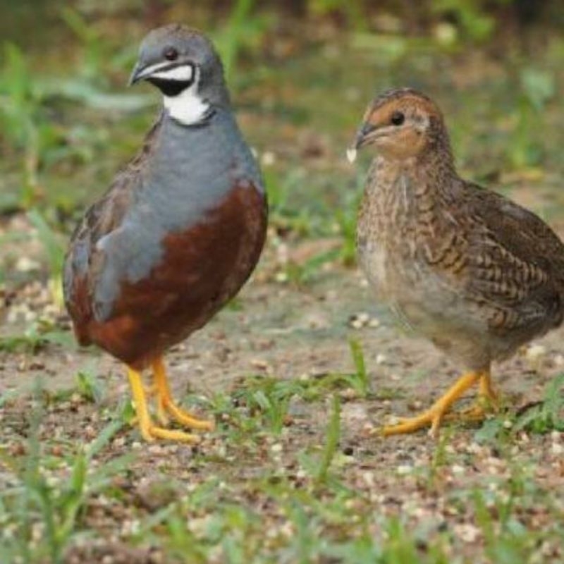 Puyuh Batu Ternakan Puyuh Hias Aviary Ternak Remaja Dewasa