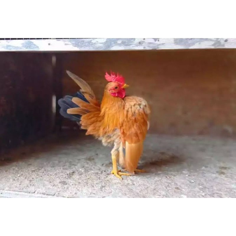 

TELUR FERTIL AYAM KATE SERAMA UNTUK DITETASKAN