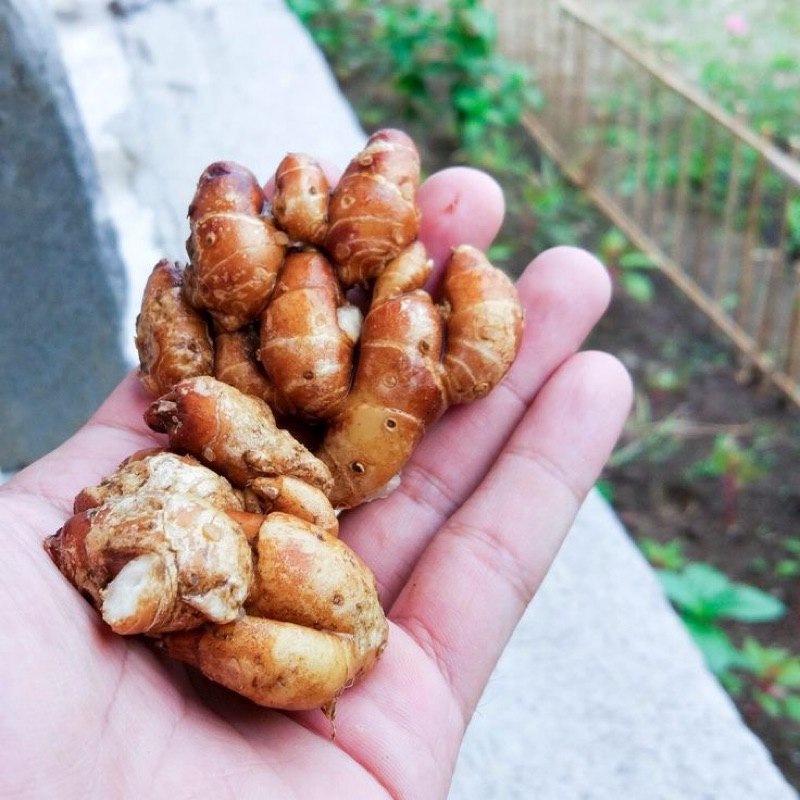 

kencur organik fresh kemasan 250 gr