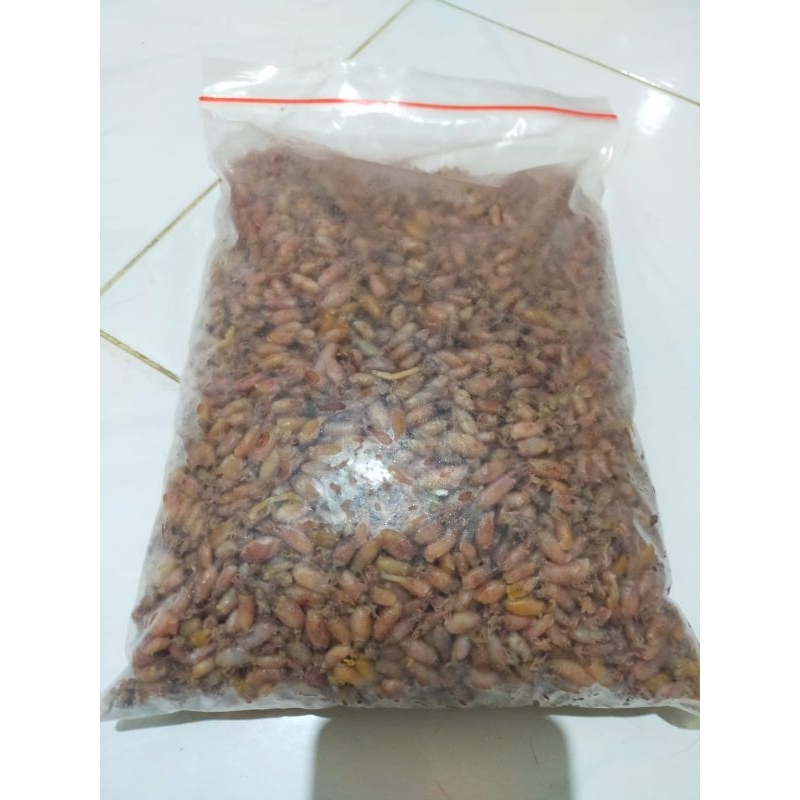 

Baby Cumi Medan