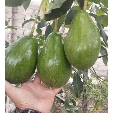 

ALPUKAT ALIGATOR | ALIGATOR AVOCADO