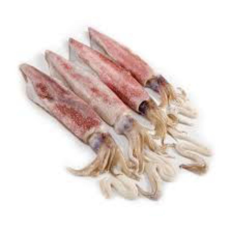 

cumi - cumi laut segar (sedang)