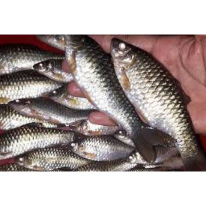 ikan wader segar