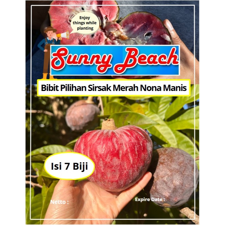 Bibit Pilihan Sirsak Merah Nona Manis | Biji Benih Sirsak Merah Nona Manis | Sirsak