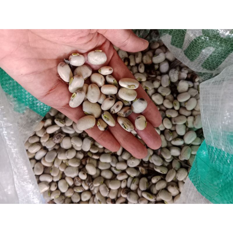 kacang koro benguk 1kg mentah panen sendiri.