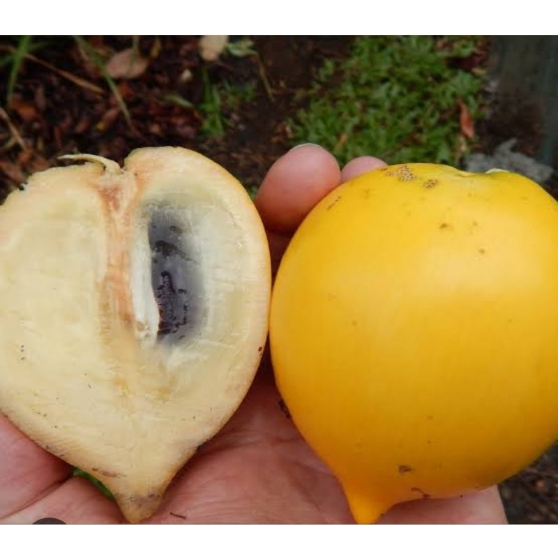 bibit buah sawo abiu