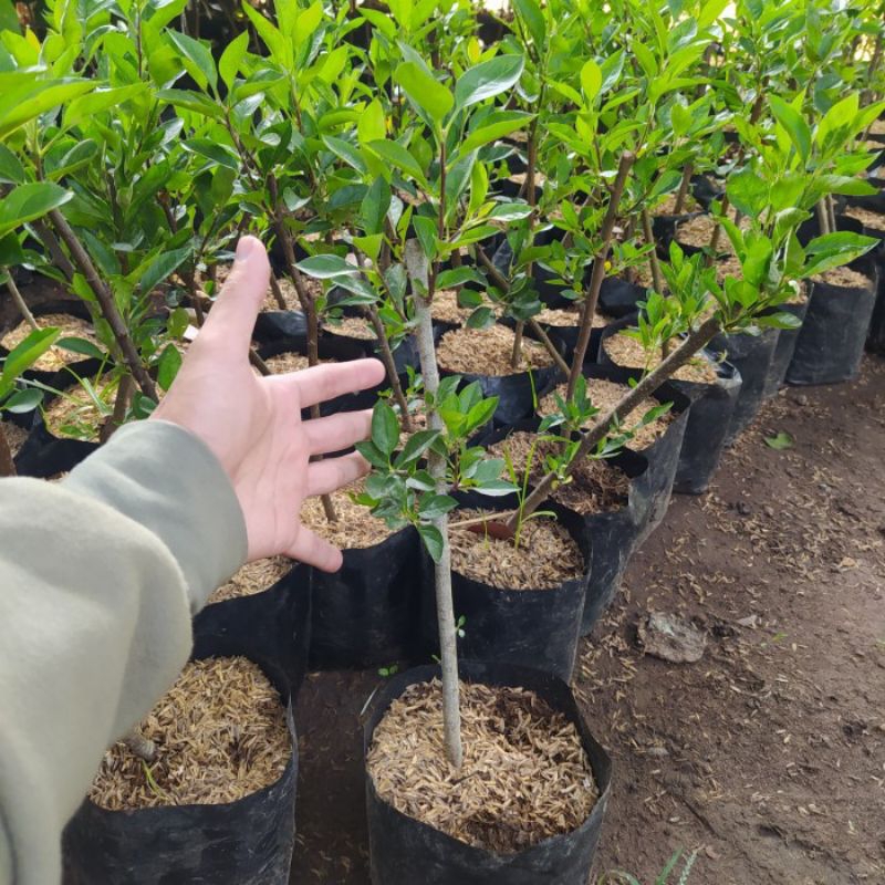 bibit apel merah cangkok